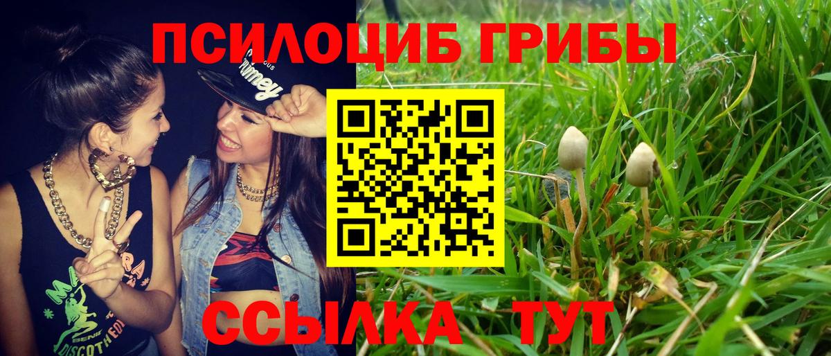 Псилоцибиновые грибы Psilocybe Полевской